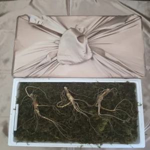천생삼 산양산삼 15년근 정삼 특상품 2뿌리 산삼 산양삼 장뇌삼