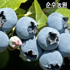 블루베리나무 묘목, 스타 삽목6~7년 결실주 1개/유실수/과실수