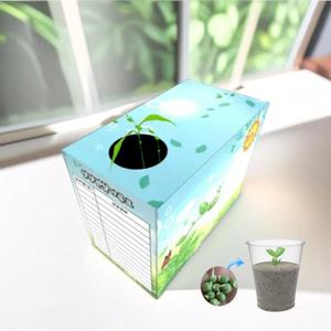 빛을 따라 자라는 식물관찰화분 완두콩 키우기 굴광성 원리학습 특수화분 DIY (1인용)