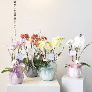 [브라더가든]서양란 서양난 동양란 호접란 축하난 개업화분 승진난 예단 상견례 환갑 보자기 배달