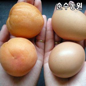 살구나무 묘목, 산형3호 결실주 R2cm(분)/유실수/과실수