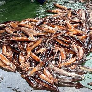 동해안 생물 오징어 1kg(4~6미)