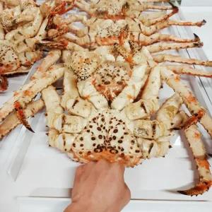 러시아 자숙 블루킹크랩 1마리 킹크랩