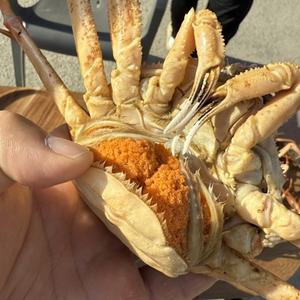 수입 활 빵게 암대게 북해도 암컷대게 1kg