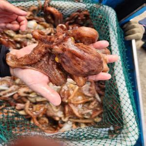 통영 자연산 돌문어 1kg 1-3미