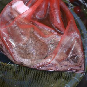 통영 돌문어 제철해산물 찜탕용 해물 셋트