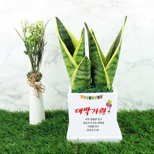 개업 승진 합격 대박나세요 맞춤선물화분