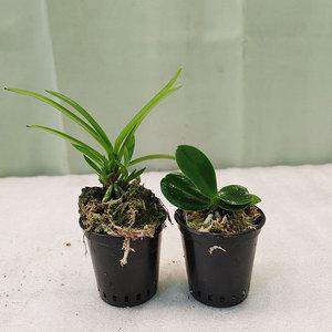 하늘꽃농원 대엽 소엽 풍란 세트 풍난