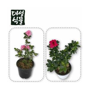 철쭉 중형 장미 선녀 랜덤 월동 불꽃 블레이즈 아젤리아 야생화 꽃 봄꽃 대성식물