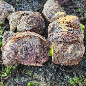 [어부장터] 자연산 바위굴 10kg(23-26미 내외)
