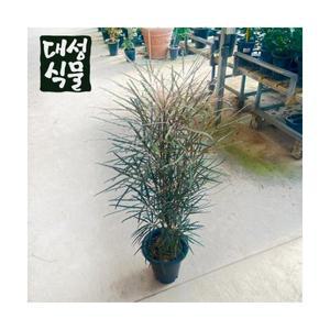 아랄리아 아라리아 아라리오 대형 반음지 관엽식물 인테리어 대성식물