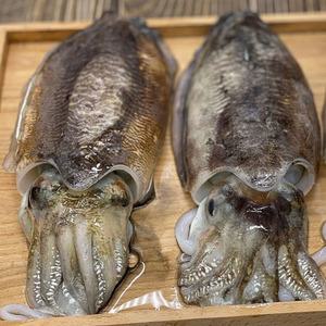 목포 군산 갑오징어 1kg 2~4미 생물 갑오징어 회 목포갑오징어 생오징어 군산오징어 목포오징어 생물오징어