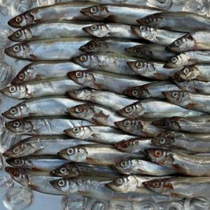 고소한 열빙어 시사모 3kg(50미 내외)