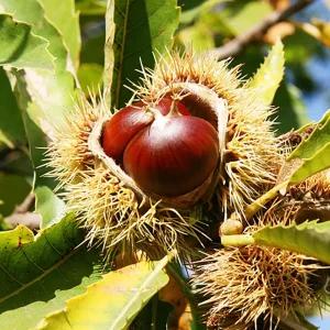 [양평] 밤농원 가을체험/밤줍기/가을체험/양평놀거리/양평가볼만한곳/농장/알밤/아이와함께/관광/여행