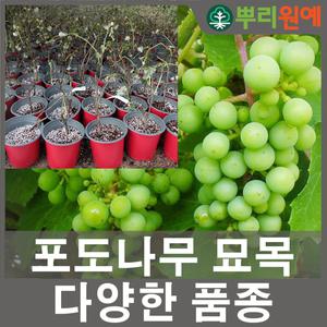 포도나무 묘목 신품종 거봉 머루 청포도 나무분양