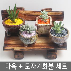 이삭 다육+도자기화분세트/다육이/공기정화식물/반려식물/도자기화분