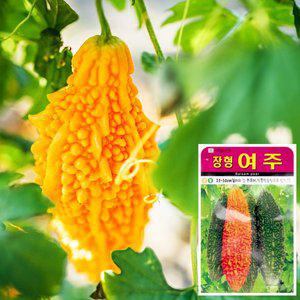 [화분월드]여주 씨앗 (10립)  채소씨앗 야채씨앗 배추씨앗