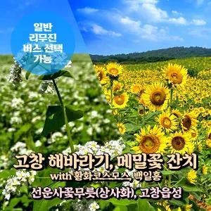 [전북] 고창 해바라기 메밀꽃 축제+선운사 상사화+고창읍성 당일여행 (일반/리무진버스) / 서울경기出