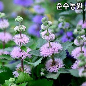 층꽃(색상랜덤) 10cm포트 3개/야생화 모종/가을꽃