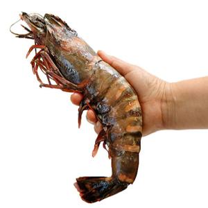 농어촌24 킹 블랙타이거새우 타이거새우 새우구이 새우