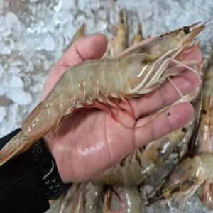 자연산대하 국내산 특대 암새우 500g 급냉 왕새우