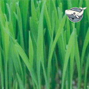 신선한 새싹 밀 재배용 채소 씨앗 30g (WFHNWC6)