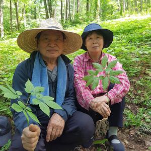 장뇌삼 산양산삼 산양삼 6년근 10뿌리 자연산 산삼 인삼