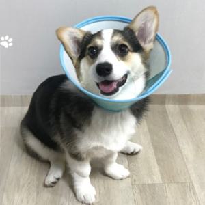 강이지 고양이 상처보호 넥카라 애견 목보호대 깔대기 꼬깔 b