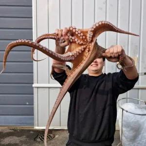 남해 자연산 활 돌문어 1.5kg 1마리 제수용 문어