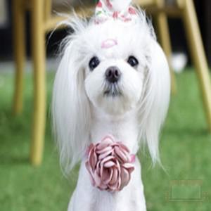 목줄세트 스몰 소형견목줄 개목줄 강아지목줄