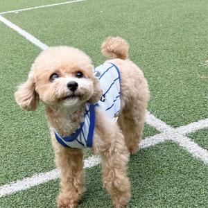 강아지 쿨링 블루 줄무늬 농구 유니폼 2XL 여행룩 펫