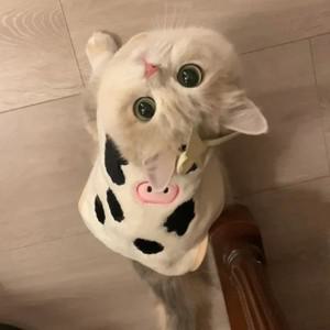 고양이 옷 리본 머리핀 강아지 개 가을  겨울 조끼 조끼 애완 동워터 의류 블루 골드 그라데이션 인형  애