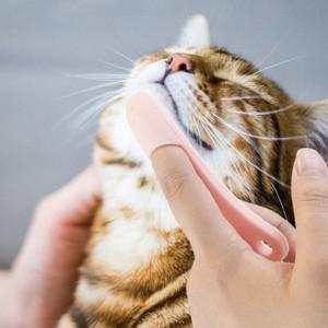 PET 고양이 턱드름 브러쉬 꼬드름 블랙헤드 관리 택1