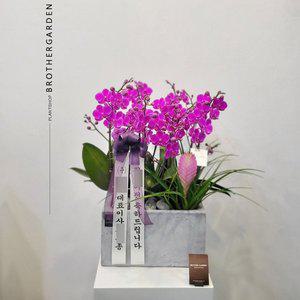 [브라더가든]축하난화분/부모님생신]천일,만일동안 오래 유지된다하여 붙여진 호접란 만천홍