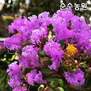 배롱나무 묘목, 자금령 보라색꽃 삽목2년 뿌리묘(특) 1개/목백일홍/조경수