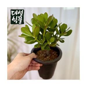꽃 피는 염좌 다육이 다육식물 돈나무 크라슐라 행운의 나무 대성식물