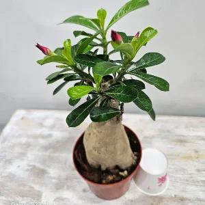석화(사막의장미) 인삼모형( 몸통 두께 6-8cm) 1개