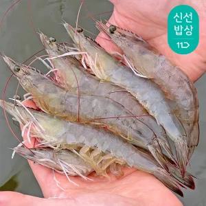 25년 첫출하 신안제철 활새우1kg 35미 내외