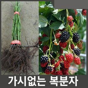 슈퍼복분자(블랙베리)나무 묘목 2년생 봄에 심을만한 묘목 ys