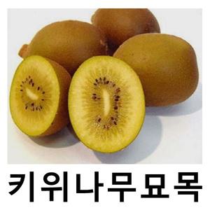 키위나무 묘목 골드키위 8치화분 결실주