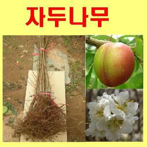 GA[소]왕자두나무 묘목(왕자두)/접목1년3그루