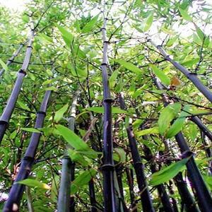 대나무(오죽)수고1.5M(분)대나무/조경수/정원수/묘목/A0900