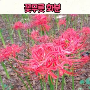 부채붓꽃(4치 포트) 희귀식물 노지월동