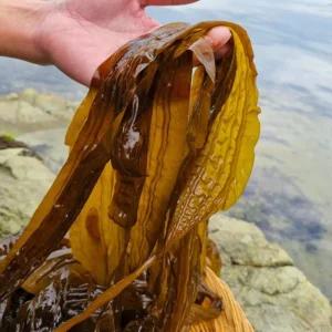 당일채취 꼬들꼬들 싱싱한 통영 생미역 1kg