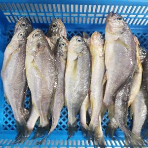 국내산 참조기 2kg