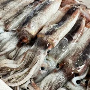 당일조업 국내산 급냉 통 오징어 1kg 4-6미내외 냉동 통찜용