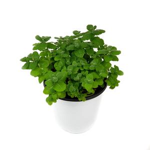 공기정화 식물 허브 키우기 애플민트 중품 15cm