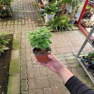 반려허브 장미허브 외목대 소품 15~30cm 79