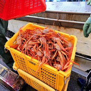 포항 구룡포 연지 홍게 박달 제철 택배 붉은 홍개 후포 영덕 강구