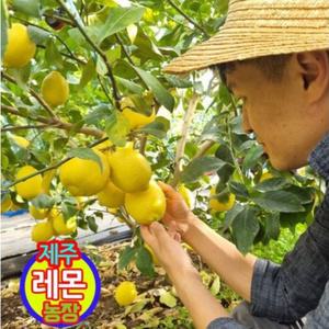 (현재판매중)국산 청정 제주 레몬 농장 산지직송 제주 레몬 3kg ... 1박스